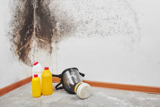 Best Bathroom Mold Remediation in Pierce City, MO