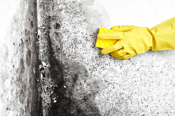 Best Residential Mold Remediation in Pierce City, MO