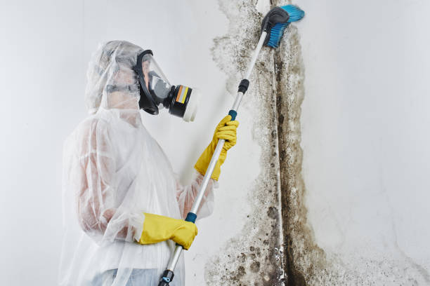 Best Black Mold Remediation in Pierce City, MO