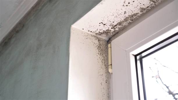 Best Post-Flood Mold Remediation in Pierce City, MO