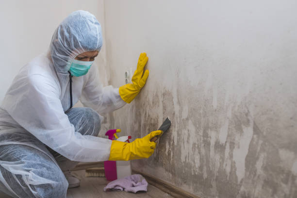 Best Industrial Mold Remediation in Pierce City, MO