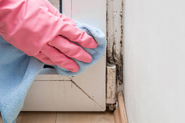 Best Commercial Mold Remediation in Pierce City, MO